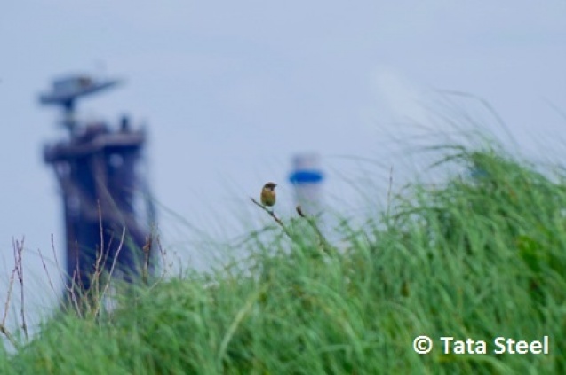 Staalbedrijf maakt ijzersterke keuze voor biodiversiteit